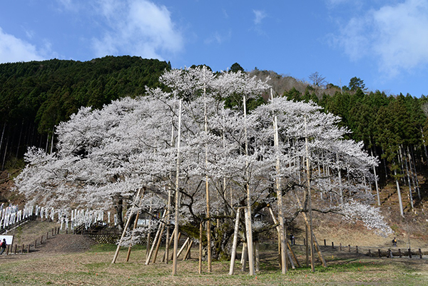 淡墨桜